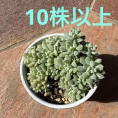 多肉植物 クラウド　10株以上 抜き苗のサムネイル