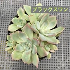 多肉植物 ブラックスワン 抜き苗 - メルカリ