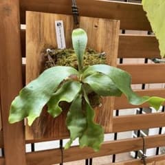 ビカクシダ P.Hillii\