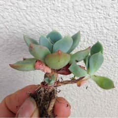 多肉植物，七福美尼。のサムネイル