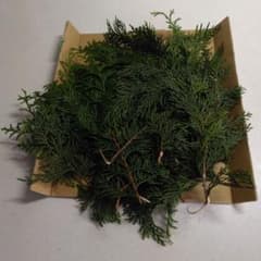 ヒバの枝 　花材・料理の添え物 - 5