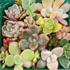 七福美尼(小苗)・アルジェ・ルエラ入り カット苗＆葉挿し寄せ植えミニセットのサムネイル