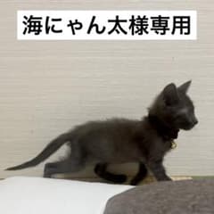 海にゃん太様専用のサムネイル