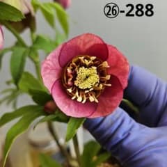 sunshine様お取り置き苗㉖-288クリスマスローズ - メルカリ