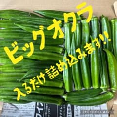 ‼️本日発送‼️ 指宿産 オクラ BIGサイズ 訳ありのサムネイル