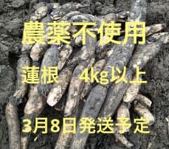 自家栽培農薬不使用　愛知県産れんこん　4㎏以上のサムネイル