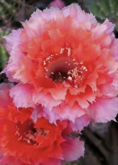 魅羽 超人気品種 花サボテン 複色咲き 群開花 カキコ 開花株 - メルカリ