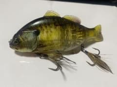 チビタレル ジャッカルのサムネイル