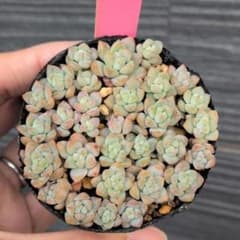 多肉植物　プロリフィカ　抜き苗　ピンク札のサムネイル