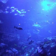 にゃあにゃ様専用のサムネイル