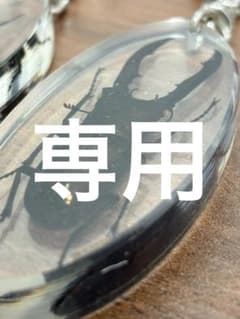 クワガタ 標本 キーホルダー 樹脂封入のサムネイル