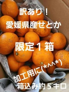 愛媛県産みかん　みかん　せとか　家庭用　訳ありのサムネイル