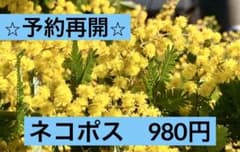 ★予約再開★ 明日以降発送予定　フレッシュミモザ　予約ページのサムネイル