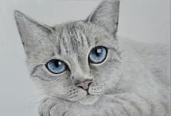 色鉛筆画　猫　シャムトラ　原画のサムネイル