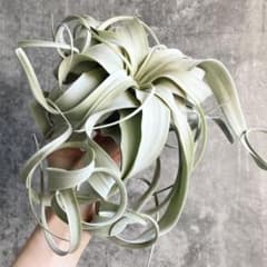 M*a様 T6005☆オークション☆特大！チランジアキセログラフィカ 大特価