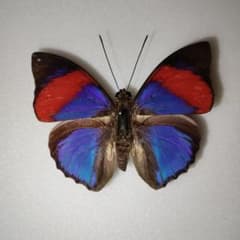 ナルキッサスミイロタテハ ♂ ブラジル オビドス産 美麗 - メルカリ