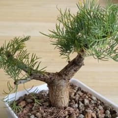 518 珍奇植物 コーデックス：コミフォラ クラウセリアナレア希少 実生