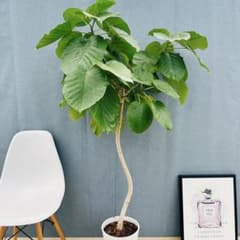 現品］※売約済※ 店舗 33番 フィカス ウンベラータ 8号 観葉植物 室内