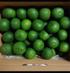 徳島県神山産の無農薬すだち約1.2キロのサムネイル