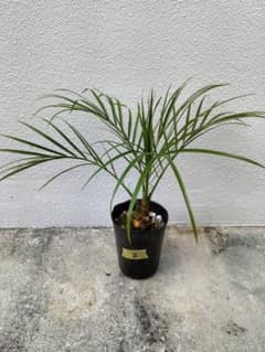 【沖縄産】フェニックスロベレニー⑥ドライガーデン　観葉植物　ヤシのサムネイル