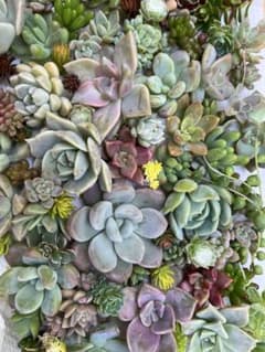 多肉植物　カット苗　寄植え用のサムネイル