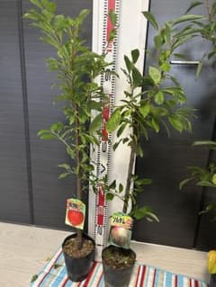 プラム 苗木 太陽 ソルダム 2本セット 果樹② - メルカリ