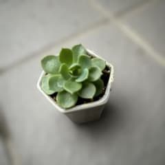 多肉植物✩.*˚七福神 抜き苗 多肉植物 七福神抜き苗 - メルカリ