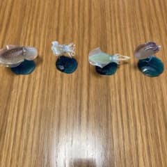 原色タコ・イカ図鑑 4種のサムネイル