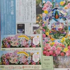 京成バラ園　カラーオブスプリングのサムネイル