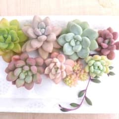 多肉植物✿ 大きめカット苗 ✂ 詰め合わせのサムネイル