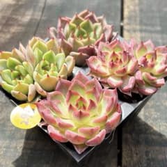 NEW❗️295多肉植物 エケベリア ブラックプリンス 抜き苗 4苗セット