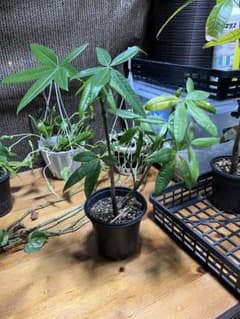 パキラ 実生観葉植物 鉢植えのサムネイル