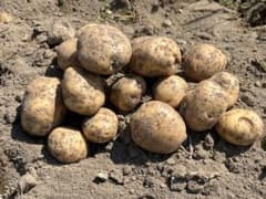 無農薬新じゃがいも キタアカリ7.5キロSサイズ〜Lサイズ［80サイズ箱いっぱいのサムネイル