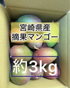 マンゴー+摘果 /5.3 kg including box 沖縄県産】摘果マンゴー コンパクトボックスに入るだけ - メルカリ