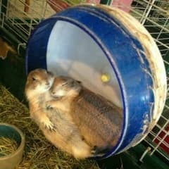 専用のサムネイル