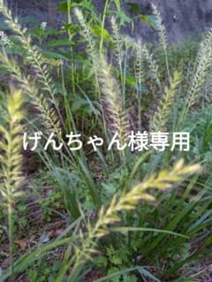 げんちゃん様専用　コシヒ玄10kg 　セイマ込のサムネイル