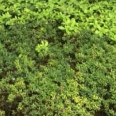 かまたま様専用のサムネイル