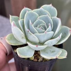 多肉植物✩.*˚七福神 抜き苗 多肉植物 七福神 ② 抜き苗 6/20 - メルカリ