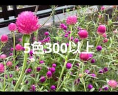 千日紅　種　5色セット　300粒以上のサムネイル