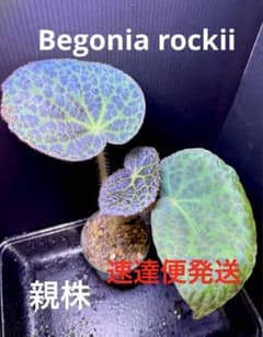 Begonia rockii 原種 ベゴニア ロッキー 極青株 青ベゴニア - メルカリ