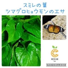 スミレ 葉っぱのみ ツマグロヒョウモン 幼虫 餌 大き目10枚 - メルカリ