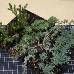 セダム4種　抜き苗セット*.＊のサムネイル