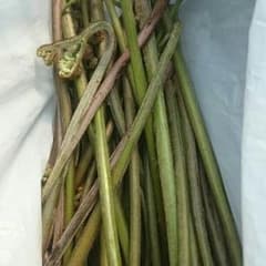 くまきち様 わらびのサムネイル