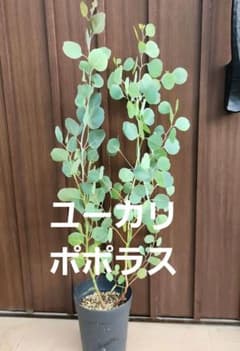 まん丸葉が可愛い♡ユーカリ　ポリアンセモス　ポポラス　セメント鉢植え　苗 まん丸葉が可愛い❤️ ユーカリ ポポラス 鉢植えF 苗 苗木 シンボル