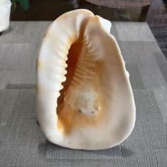 トウカムリガイ＊貝殻＊置物＊インテリア（商品番号41）のサムネイル