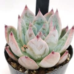 中里リンゼアナ　札付き　抜き苗　多肉植物 59.コロラータルーフ☓中里リンゼアナ 抜き苗 多肉植物 - メルカリ