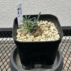 ユーフォルビア 我眉山 多肉植物 名札付き 抜き苗　④のサムネイル