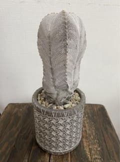 恩塚鸞鳳玉　大株　【個体全高16cm】アストロフィツム　国内繁殖苗　陶器鉢付き 恩塚鸞鳳玉 大株 【個体全高16cm】アストロフィツム 国内繁殖苗 陶器鉢