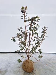 希少品種 良形の極上株 ツツジ フジムスメ 499 樹高80cm位 希少品種 良形の極上株 ツツジ フジムスメ 499 樹高80cm位 - メルカリ