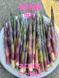 笹竹　笹だけ　山菜　青森県産　とれたてのサムネイル